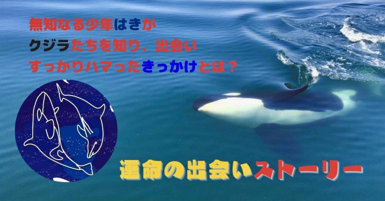 シャチがいる 0607_meiko2.jpg