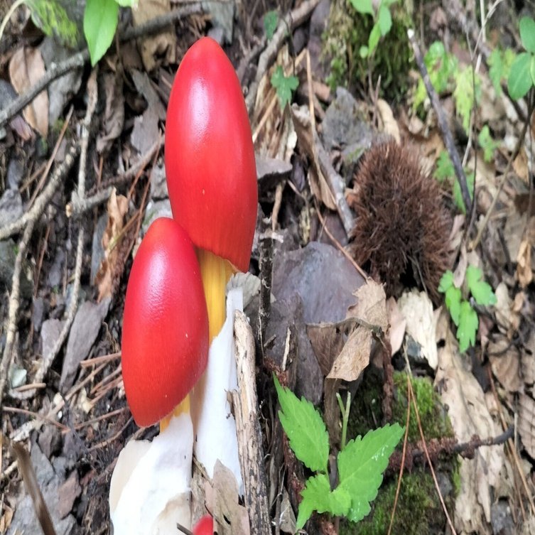 一つのメルヘン｜横瀬町地域おこし協力隊山田ルノ