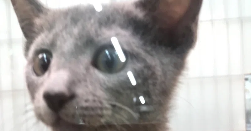 今日の喫茶店営業59 猫を飼うことが決まったけど猫好きのお客さんがうるさい ラムネ Note