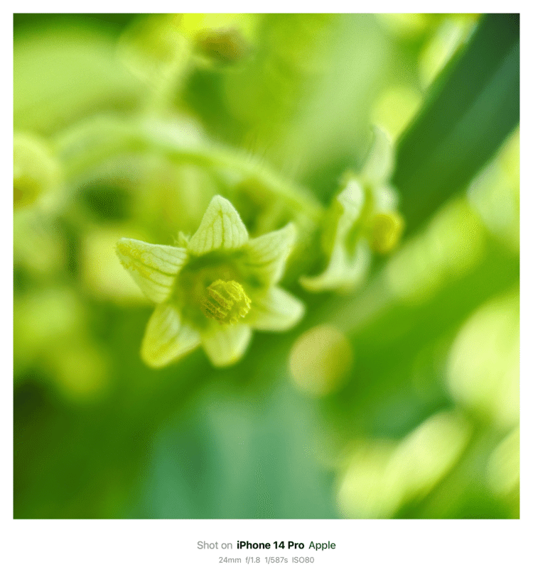 #そのへんの3cm vol.2153 iPhoneでマクロ連載#アレチウリ 花は綺麗。種子がゴツい。#ウリ目ウリ科 
