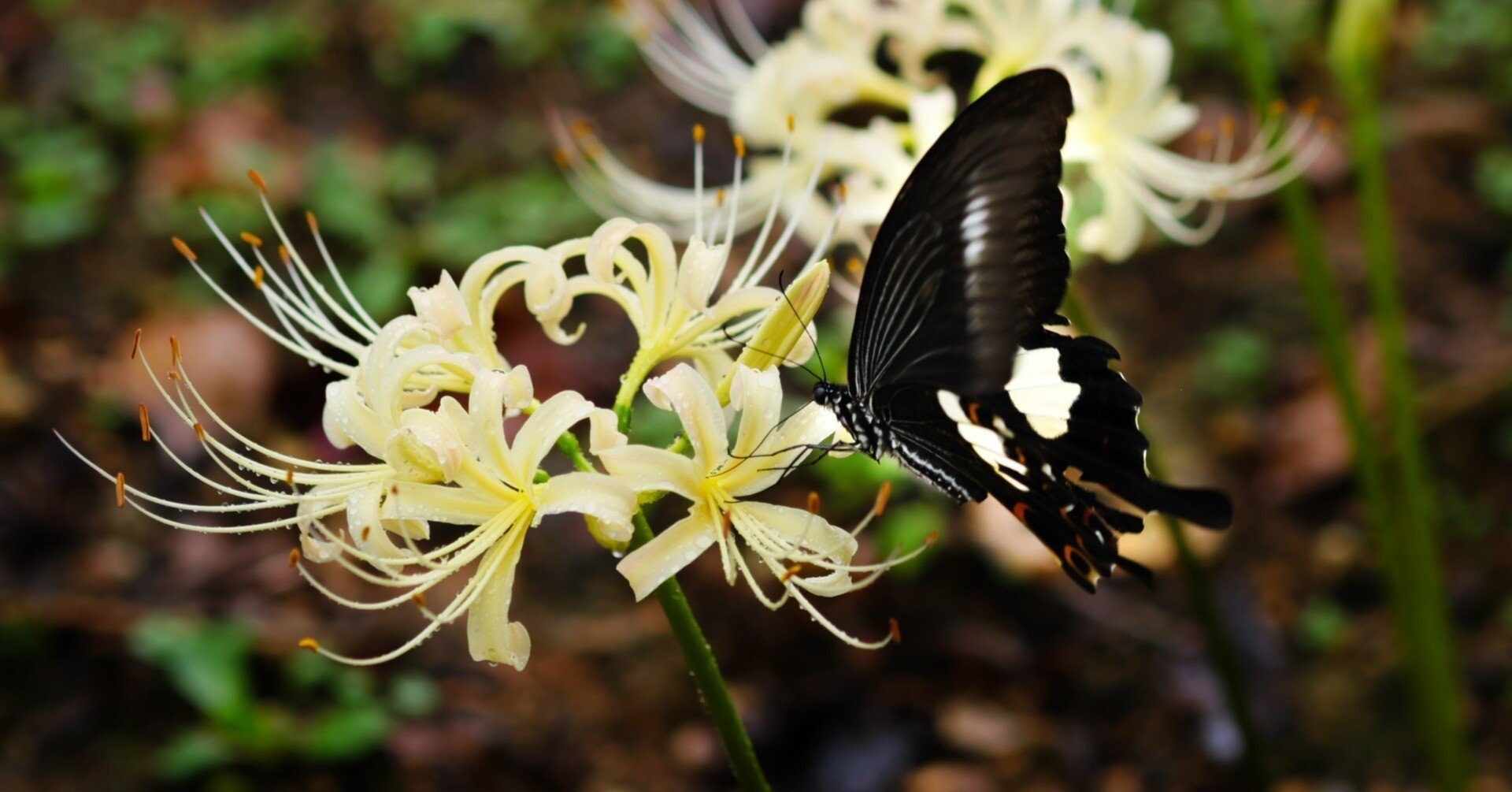 e6e3998ab49ef887a443e2b3676423