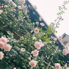 Instagram音読 #薔薇ヒラヒラ