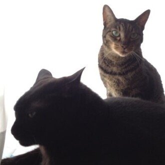 高山 環 l小説家