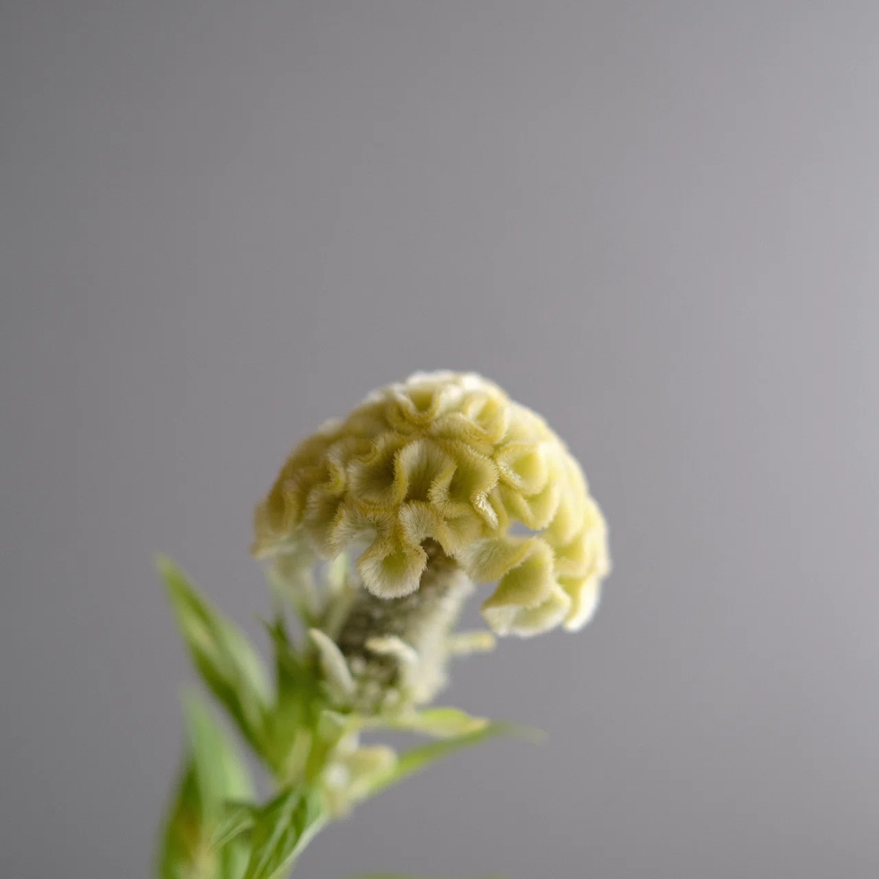 北原白秋と花と文学｜鈴木咲子/ Sakiko Suzuki