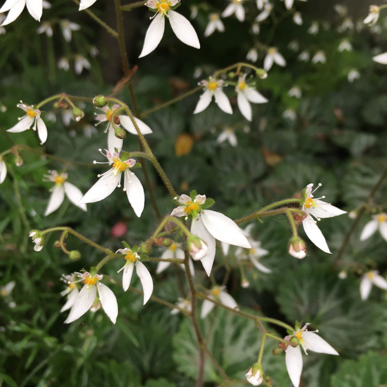 ユキノシタの花 Yasuaki Kato Note ユキノシタの花 Yasuaki Kato Note