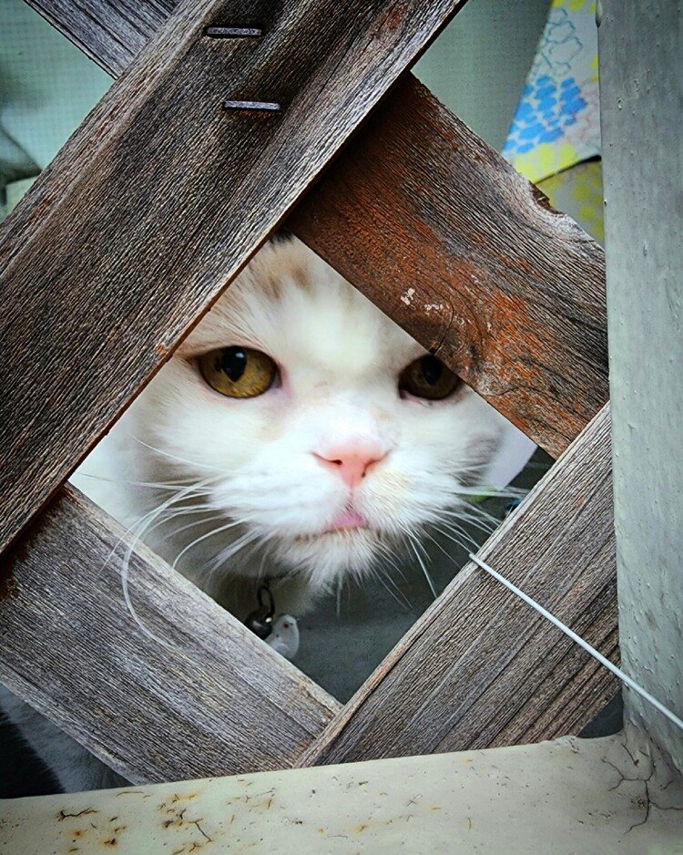裏庭で犬のフーちゃんが用を足しているのをジィと見つめる怪しい顔。


#cat #neko #猫 #猫の幸 #猫はちいさいお坊さん #猫と犬のいる暮らし #love #moritaMiW #視線を感じる 