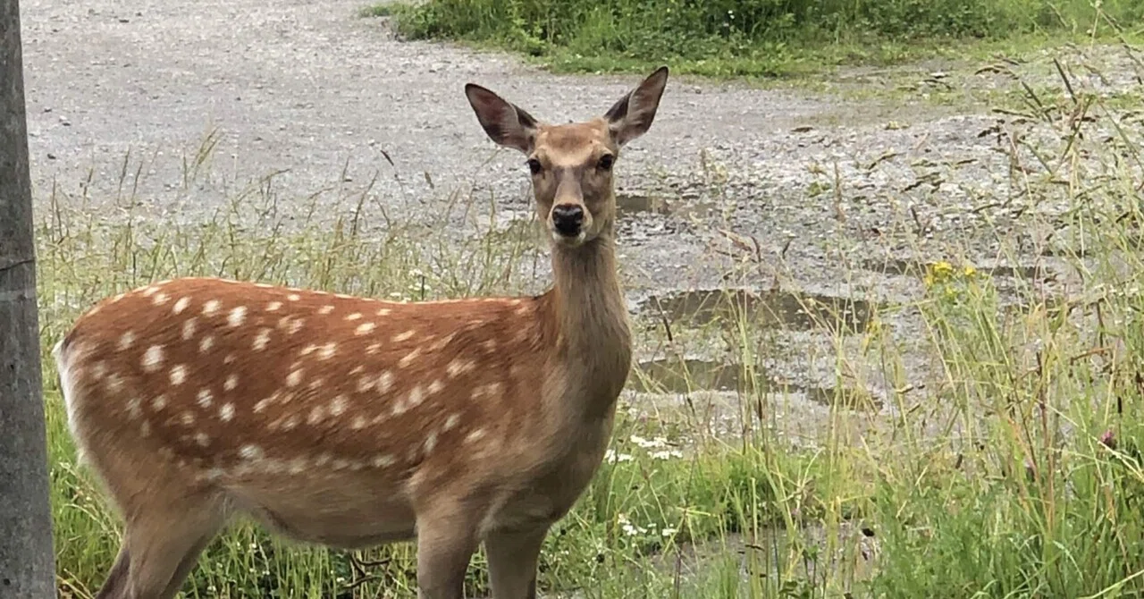 コントラバスが我が家にやってきた。｜Okayama