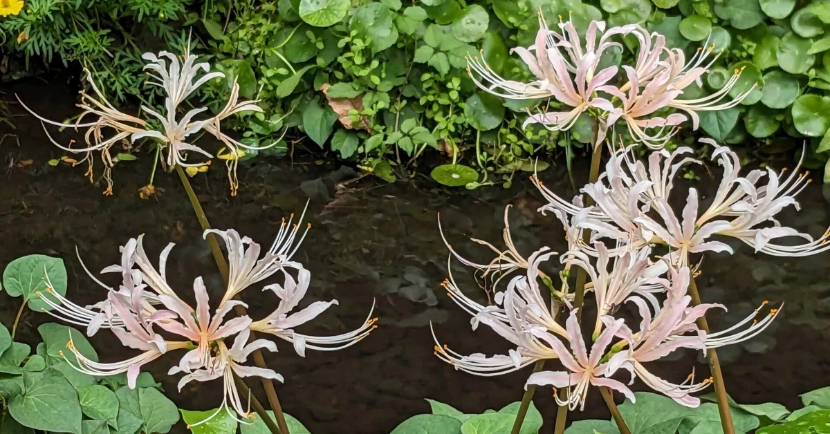 秋を感じた、/珍しい白い彼岸花｜水上伊織