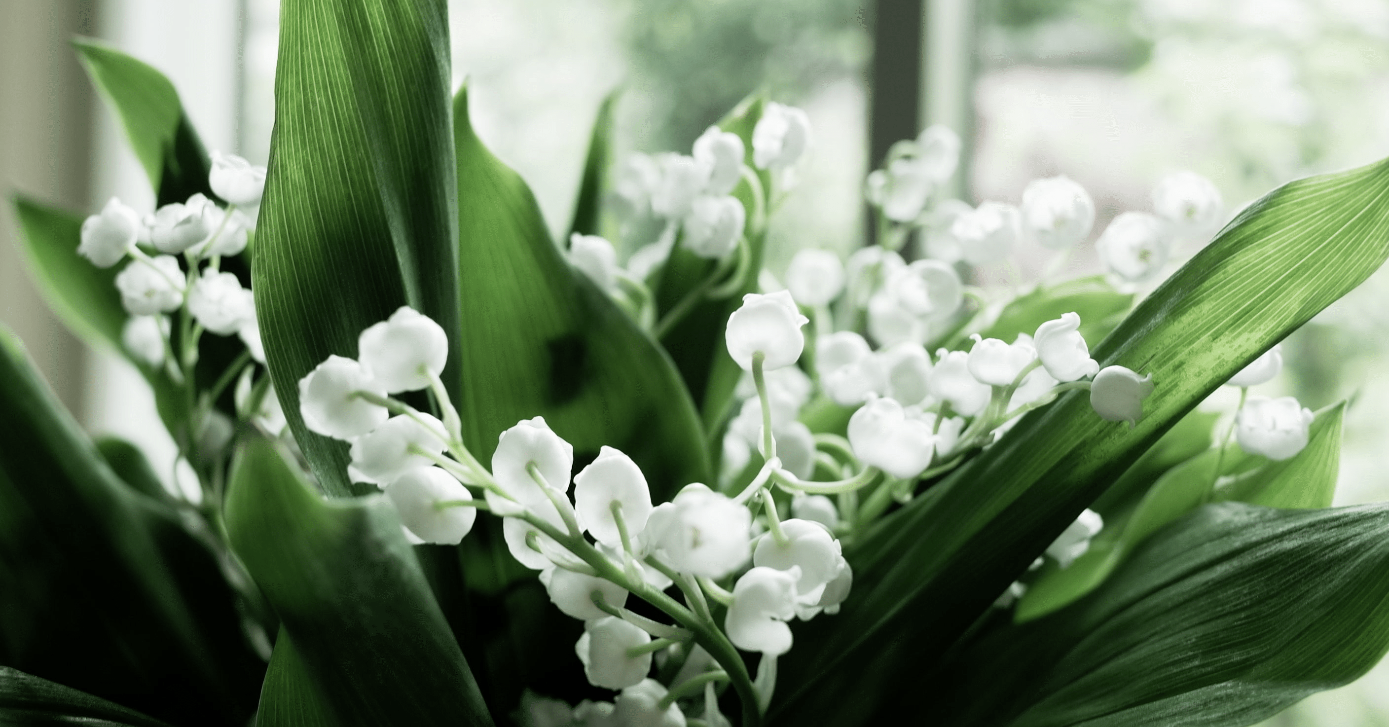 桜餅様 専用 5月、6月 夢小説 桜餅様 専用 5月、6月 桜餅様 専用