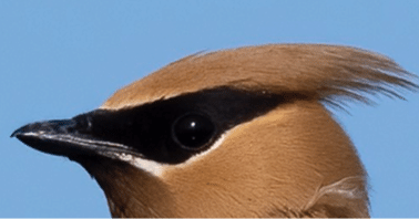 シカゴでバードウォッチング！】 Cedar Waxwing｜ローリー