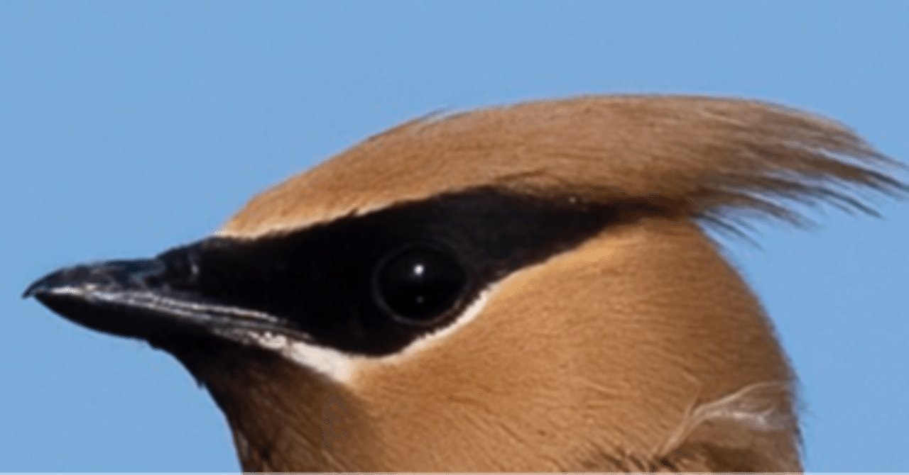 シカゴでバードウォッチング！】 Cedar Waxwing｜ローリー