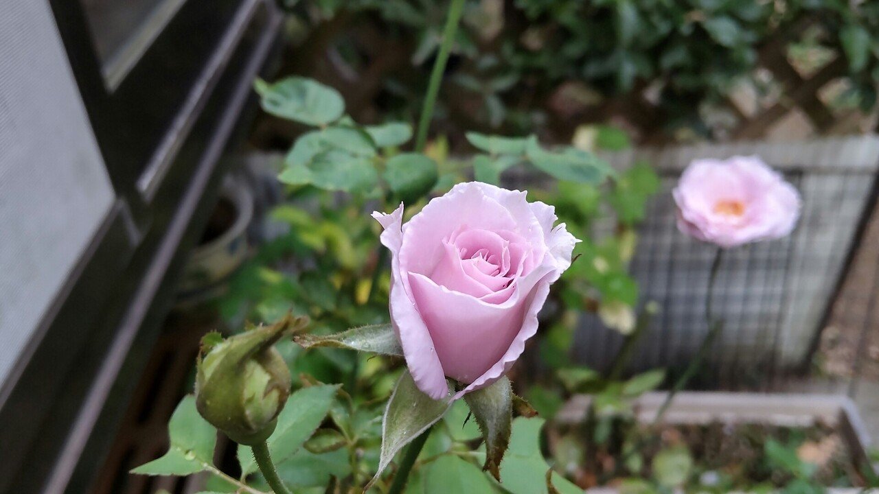 紫のバラの人｜Ciel0128