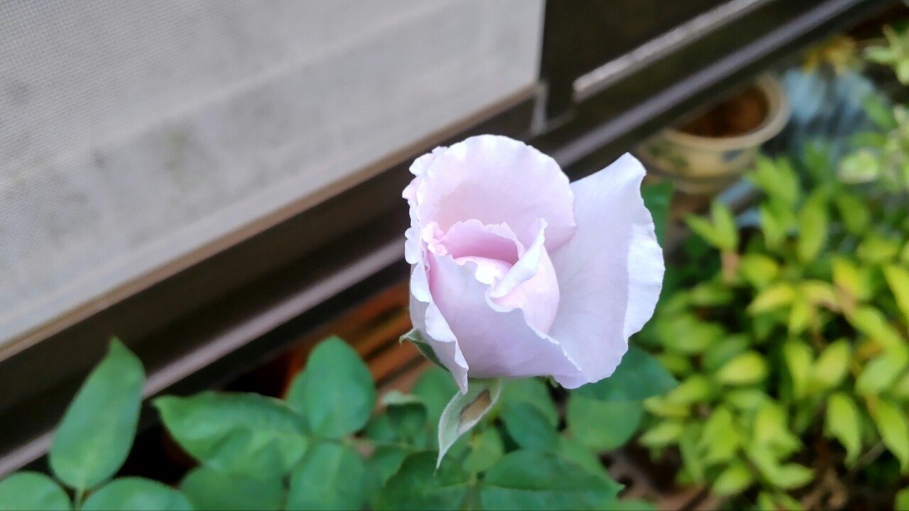 紫の薔薇　実物　見ごたえあります ３つの蕾 1つ目開花始まりました!!!! 紫のバラの人｜Ciel0128