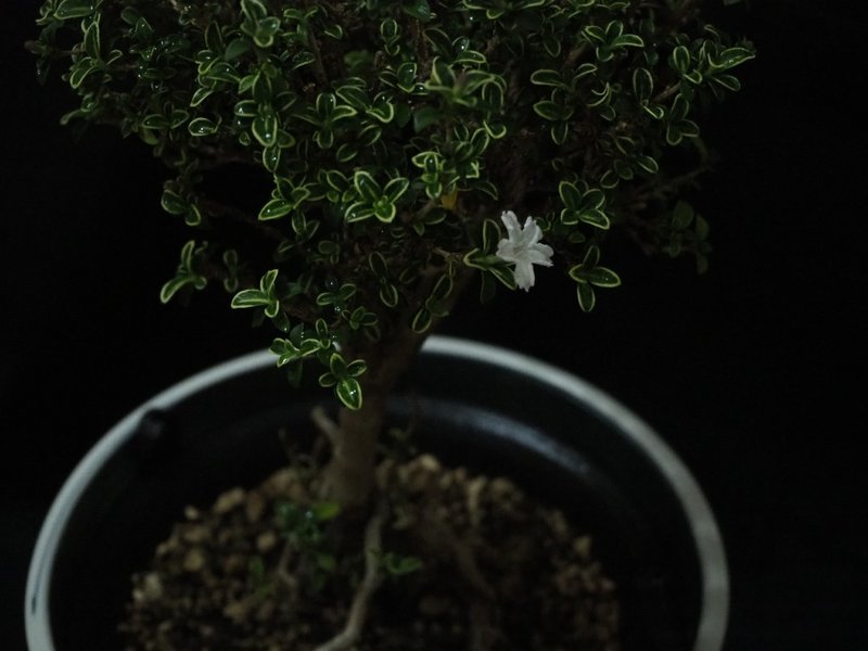 生き延びて花が咲いた 新月リュカ Note