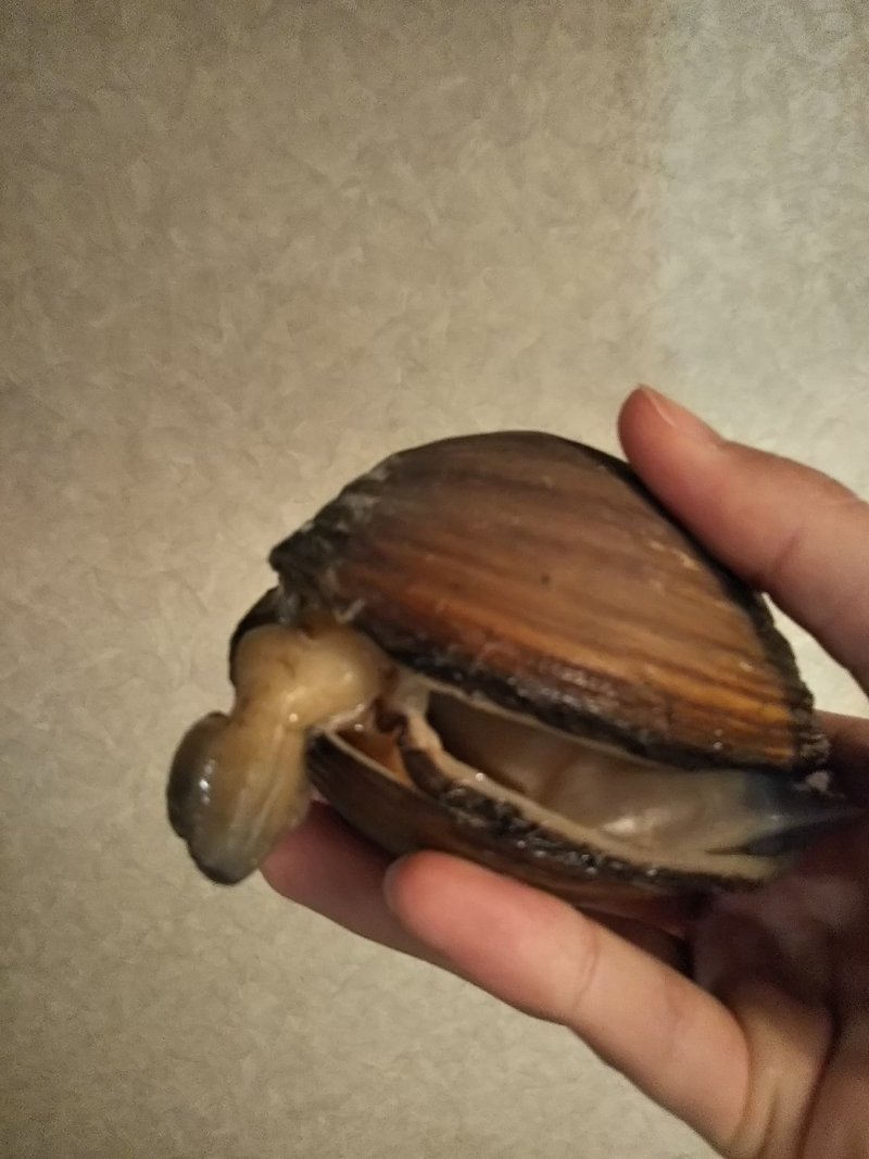 生き物日記 19年5月15日 大口むにゃむにゃ Note 生き物日記 19年5月15日 大口むにゃむにゃ Note