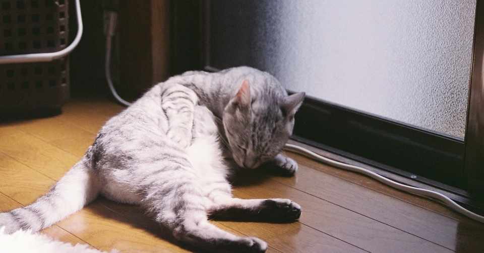 猫を連れて電車に乗ると 子連れの気持ちがちょっぴりわかる 青い朝 Note