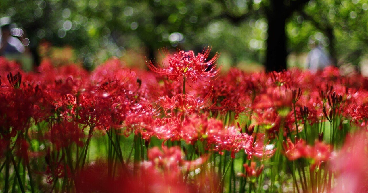 郷土の森曼珠沙華まつりと彼岸花と写真と私｜Aki Yamaki