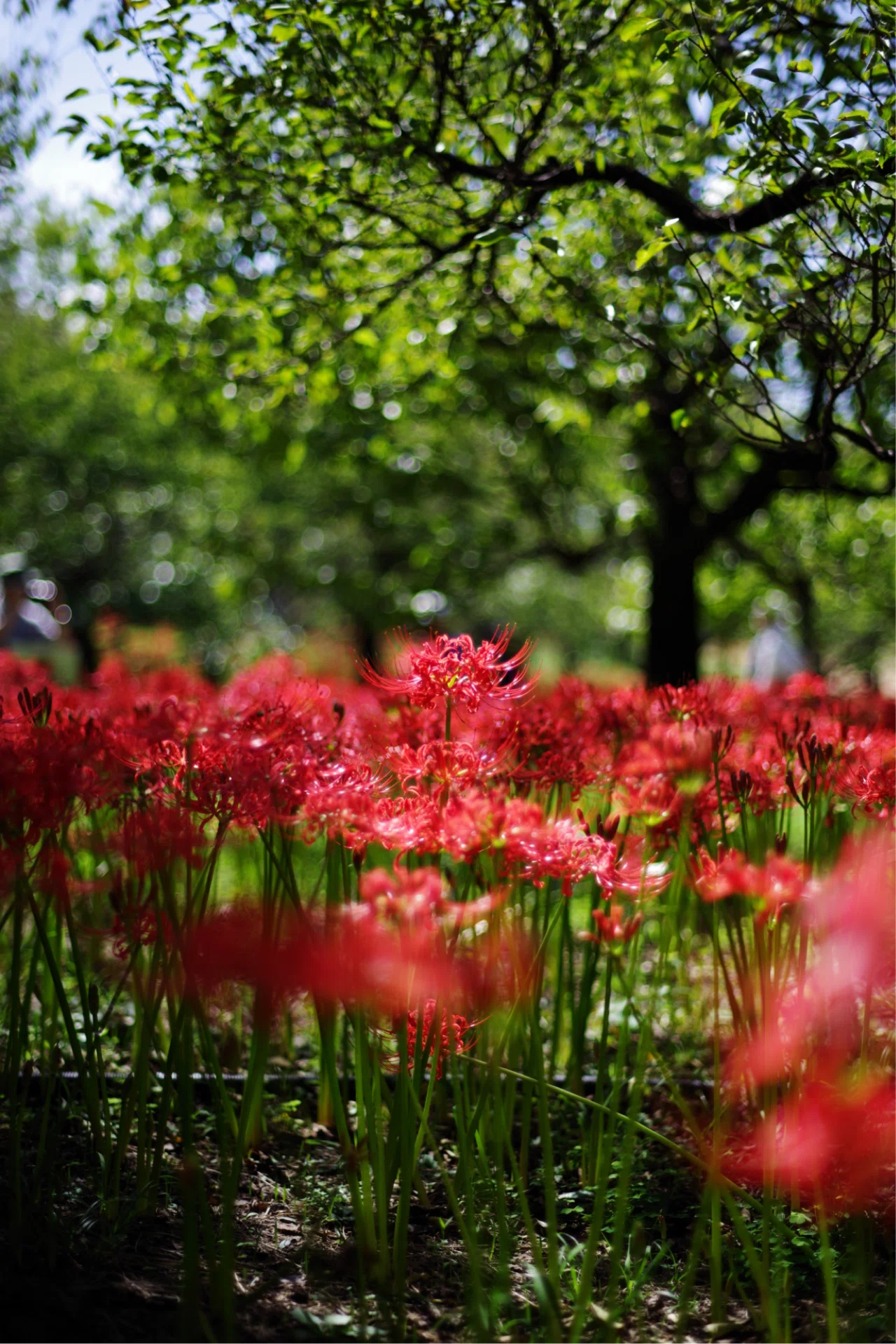 郷土の森曼珠沙華まつりと彼岸花と写真と私｜Aki Yamaki