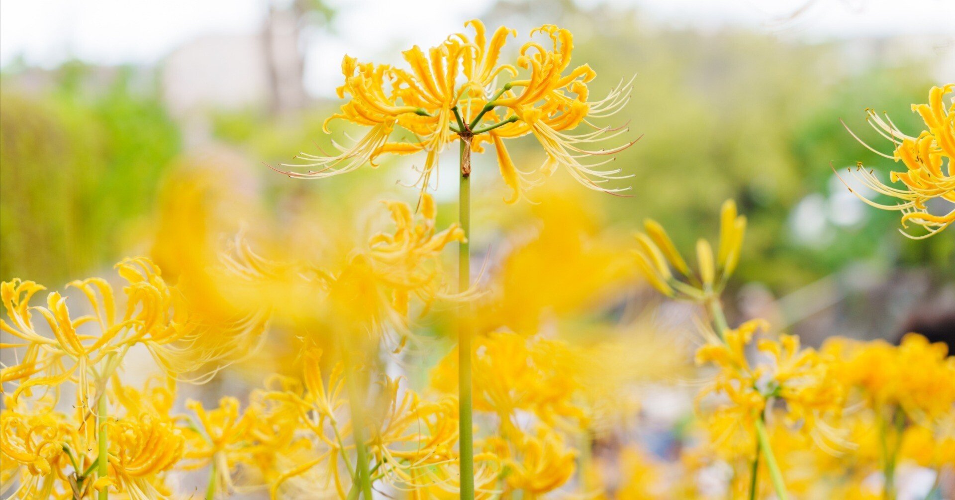 彼岸花(#1147)｜RURI