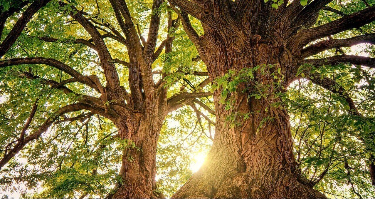 カーボンフリーコンサルティング株式会社｜note