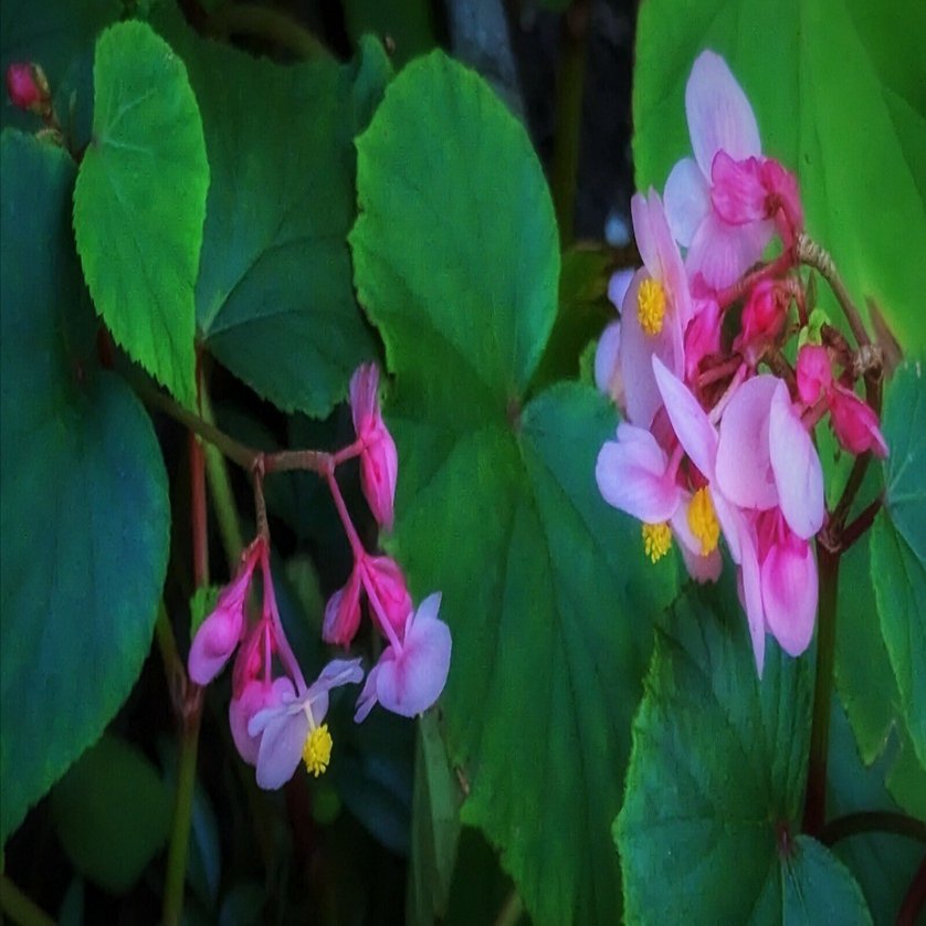 庭の秋海棠｜annon