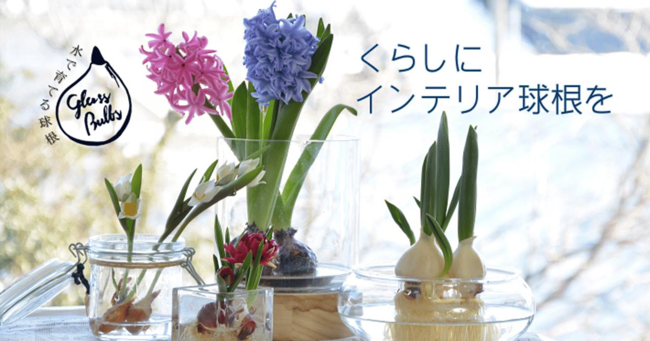 球根のプロがお薦めする水耕栽培キット｜aoitulip（Akihiro Fujioka）