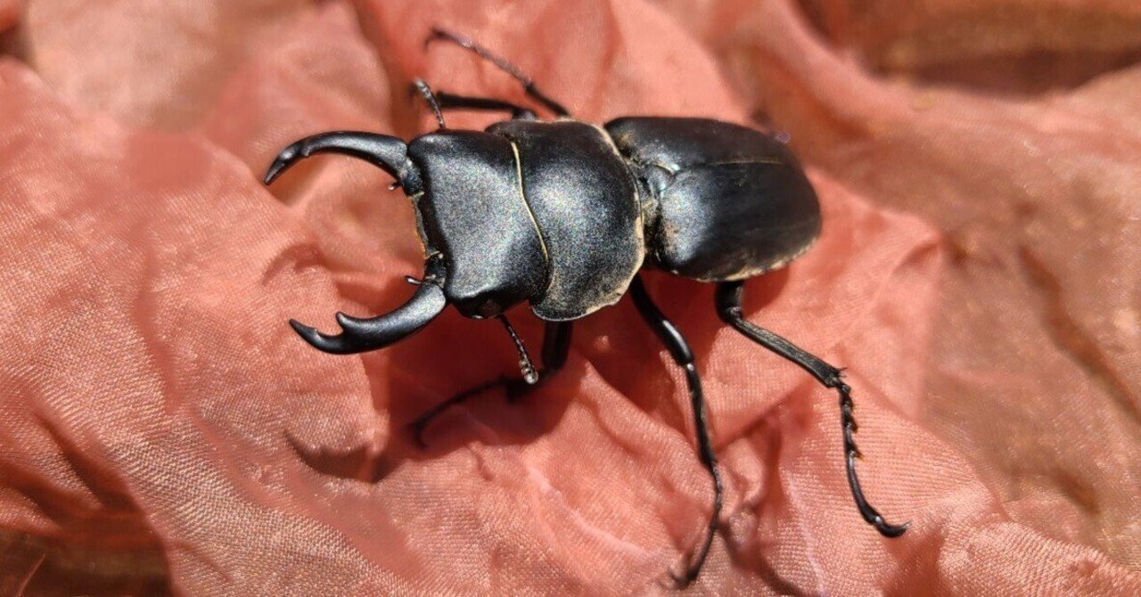 長野県産オオクワガタ 2024.11.21.新入荷!! – クワガタムシ・カブトムシ昆虫専門店COLORS