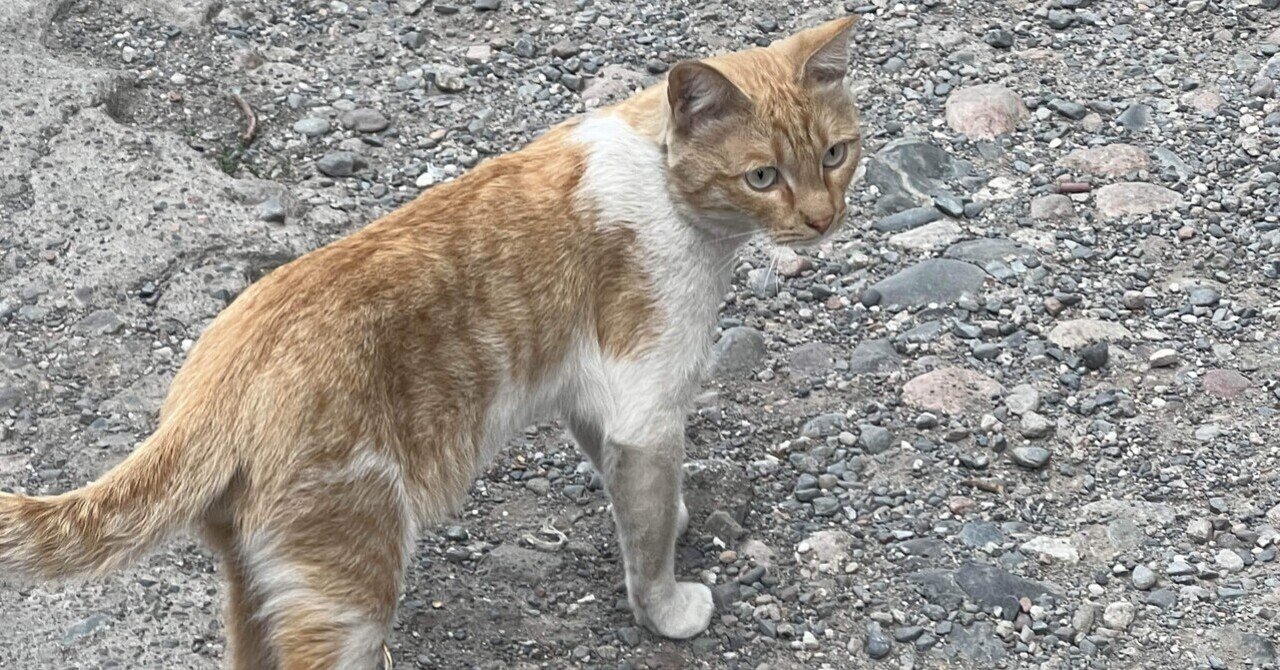 海外(キルギス)居住者が日本から持ってきて欲しいお土産｜ビシュケクお散歩クラブ