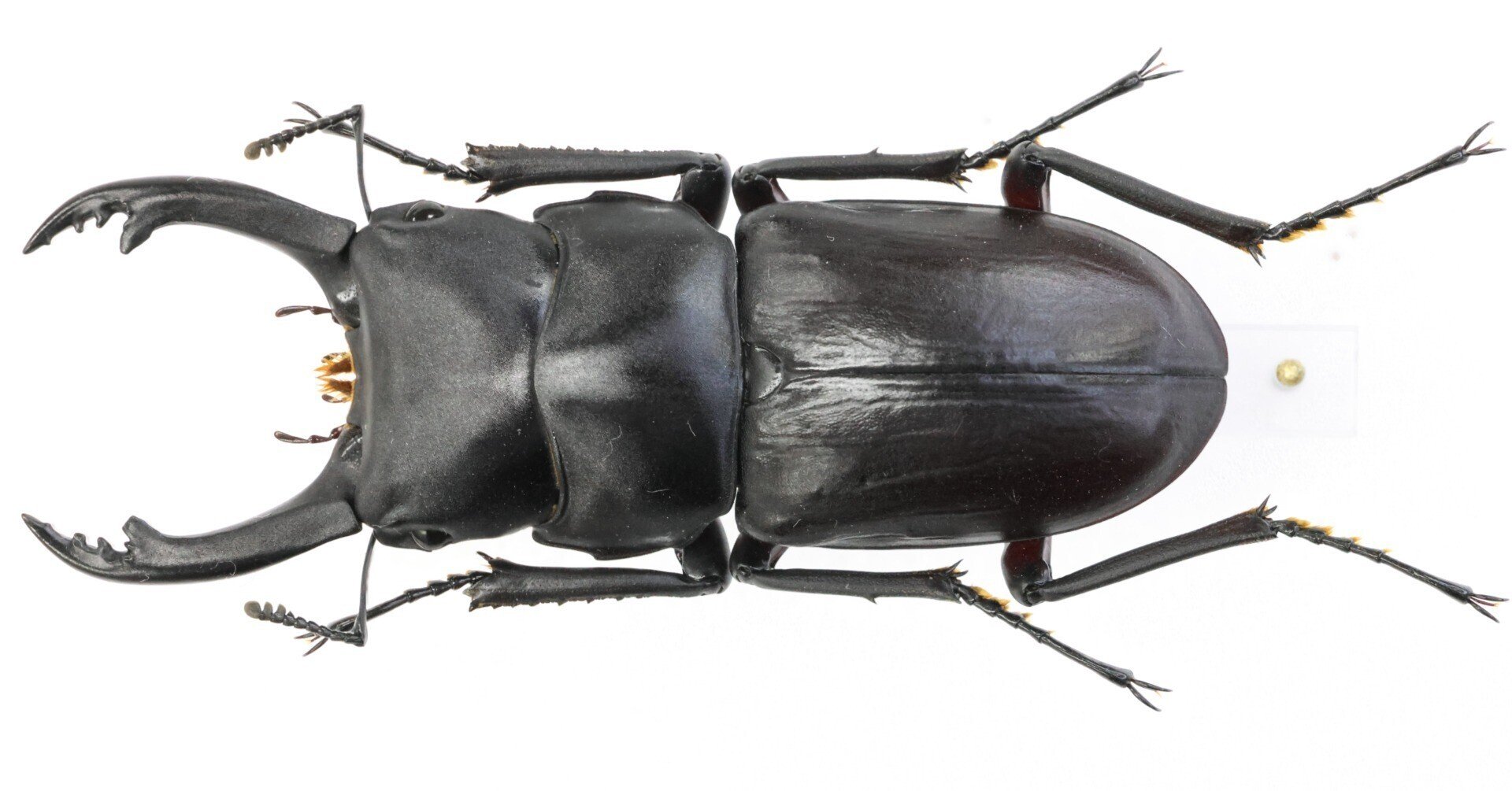 エラフスホソアカクワガタ 89mm 標本 【公式通販】