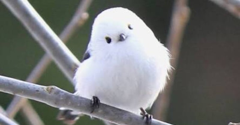 北のアイドル シマエナガ ニーナカンナと新しの世界 Note