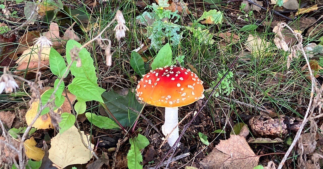 毒キノコを喰らう民｜森野 しゑに