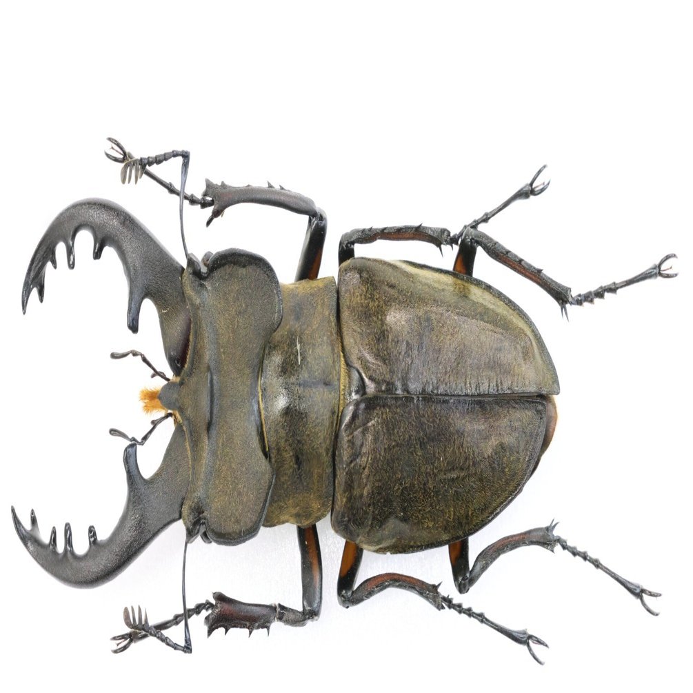 エラフスミヤマ標本58ミリペア Yahoo!オークション -「ミヤマクワガタ」の落札相場・落札価格