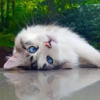 ねこやま＆ねこまわし