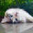 ねこやま＆ねこまわし