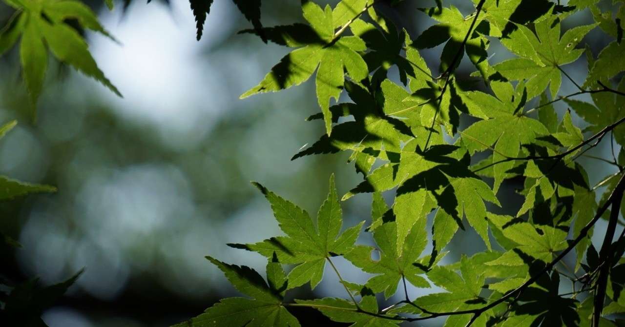 匠の技の光る 工場ブランド Oemとのシナジー効果も 武田敦 Note