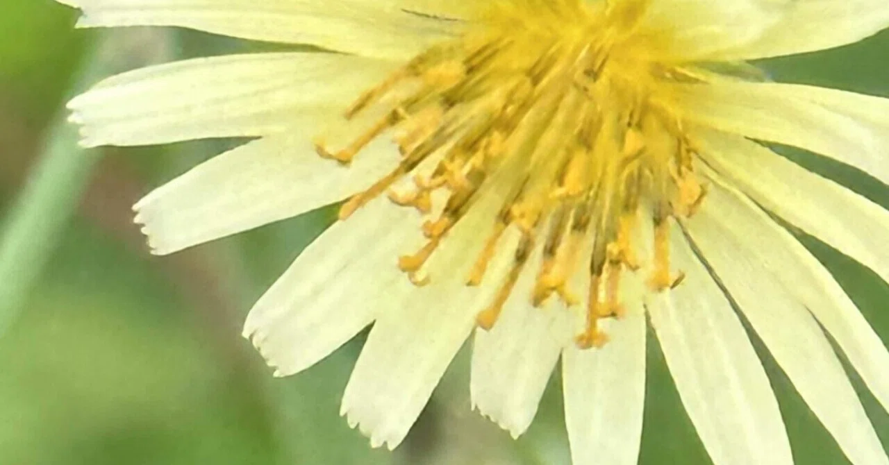 秋ノ野芥子｜EGGSEED