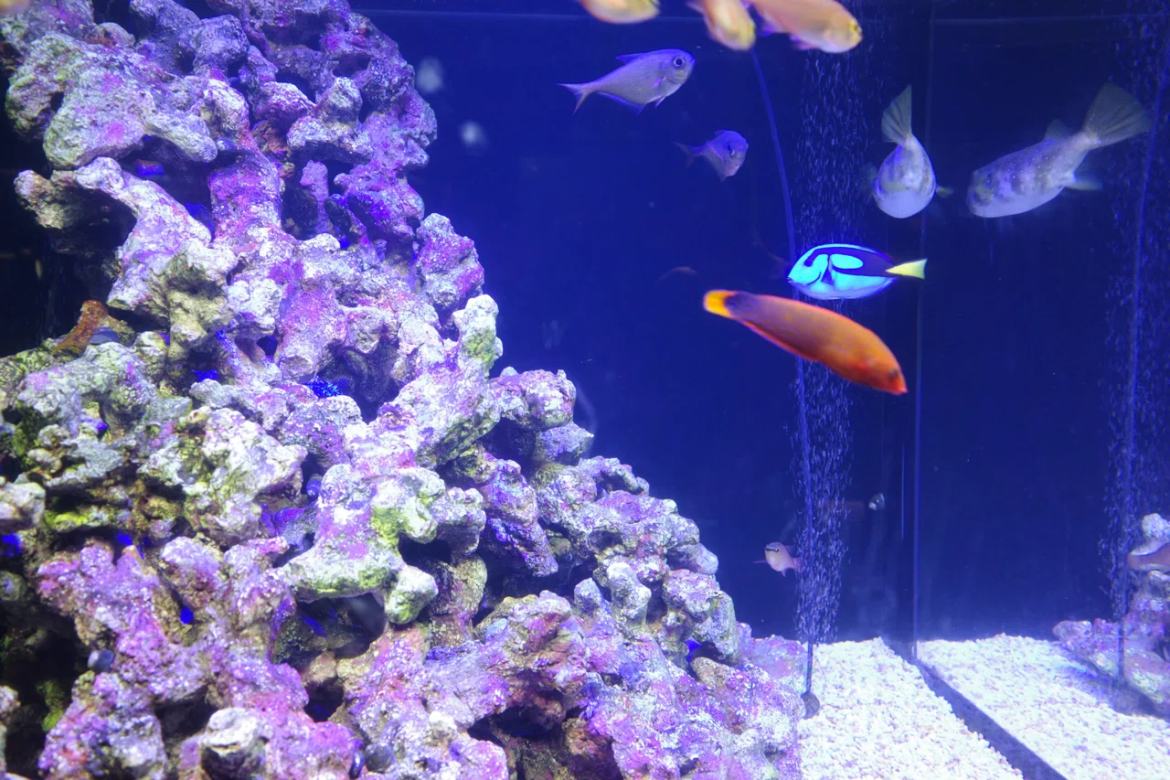2023.9 四国水族館へ 「ひどい」の口コミは果たして本当か？｜sugamari