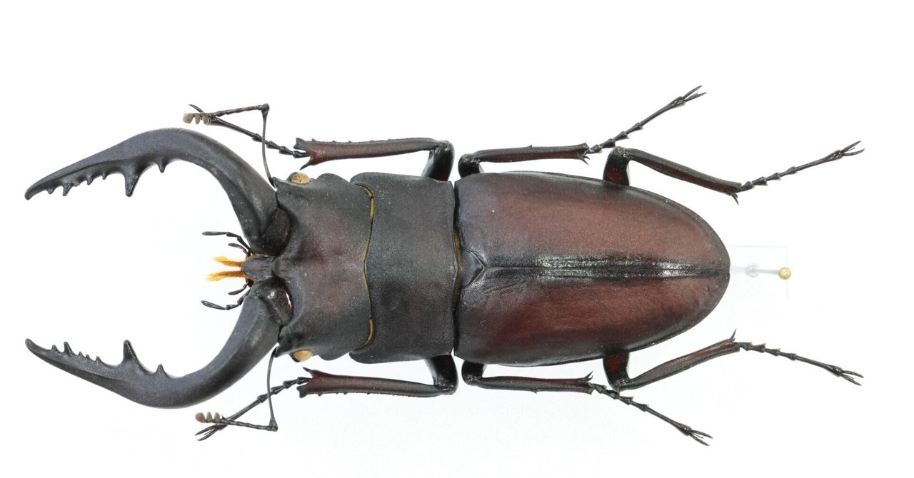 [70.7mm]Cassiopeia Collection No.2の超湾曲ノコ｜Project WILD JAPAN