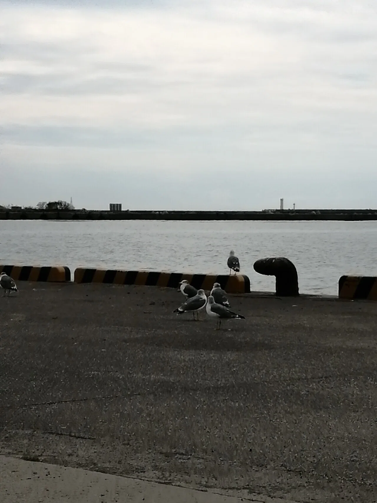海猫。ミャーミャー鳴いてホントに猫みたい。声が似ていると、性格も似るのかな? 海猫は、人懐っこいらしい。海猫に近づいたら逃げた。|はにわん🌼