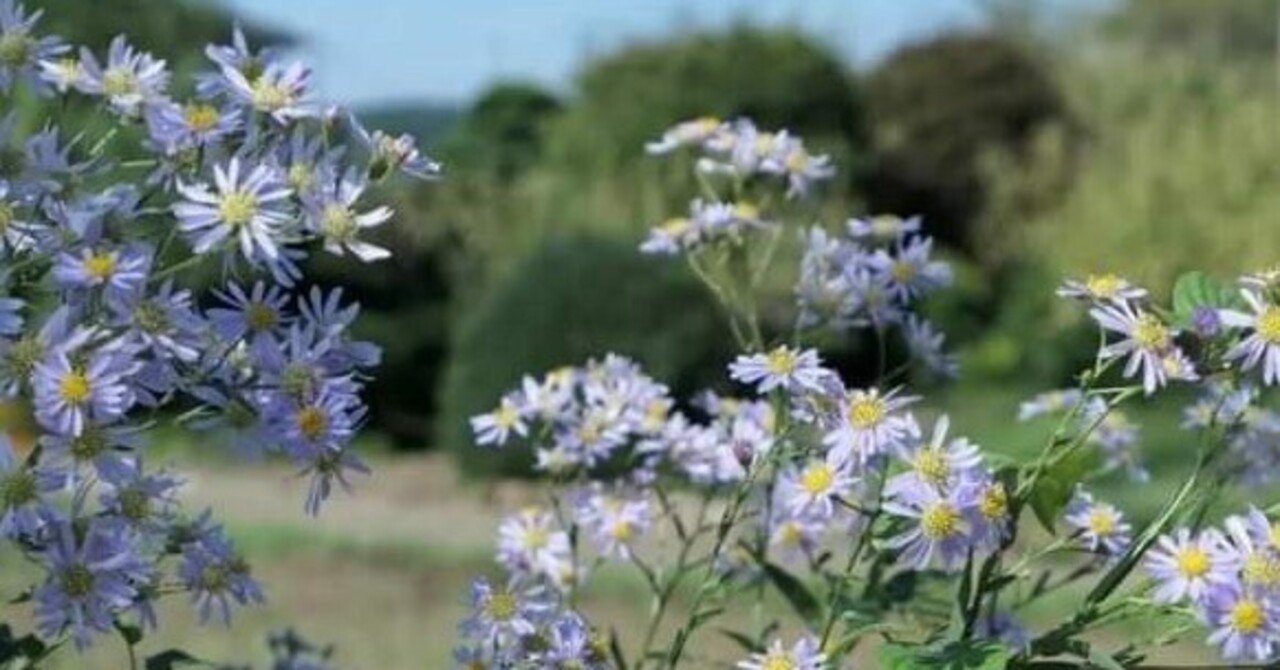 紫苑（シオン）｜続気楽な散歩。(散歩と呼んで下さい)