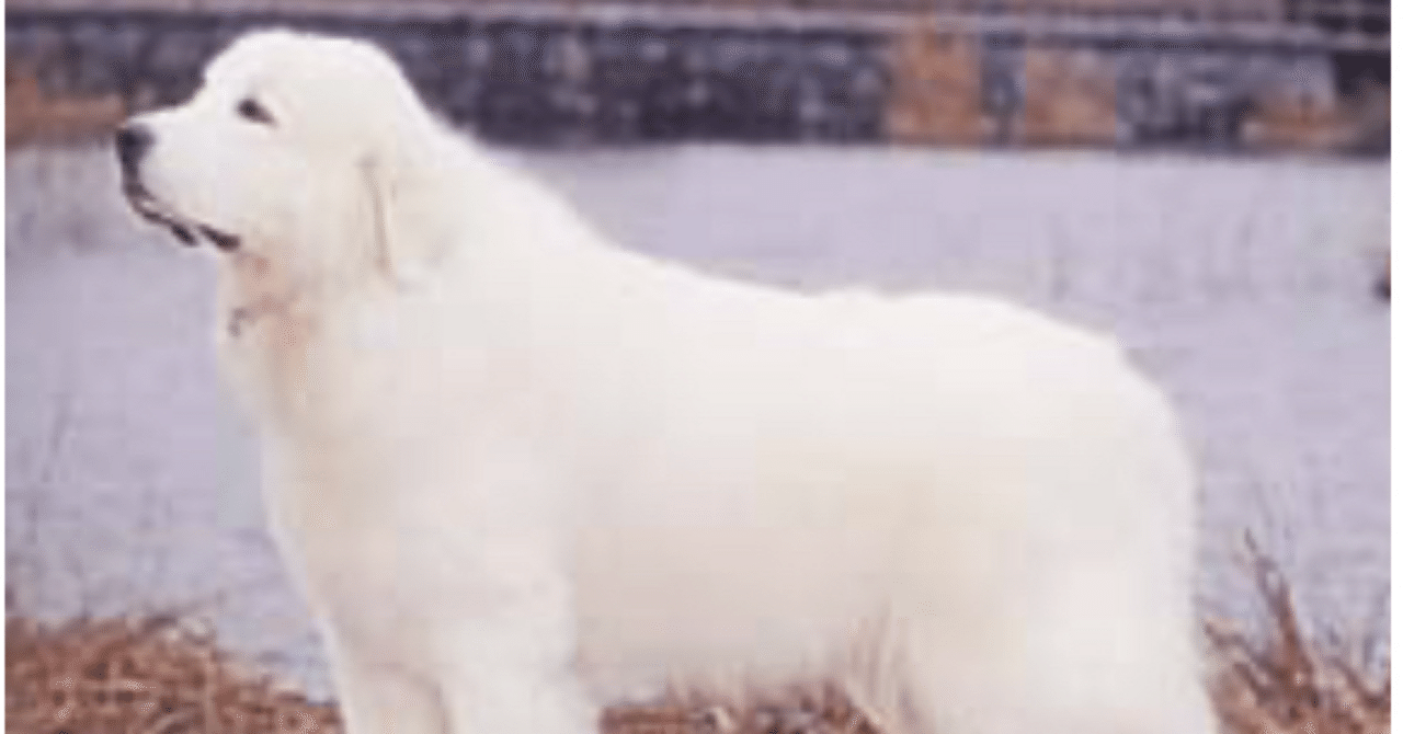 ピレネー犬に会った｜asumin〜龍を探して〜