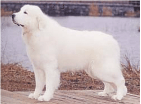 ピレネー犬に会った｜asumin〜龍を探して〜