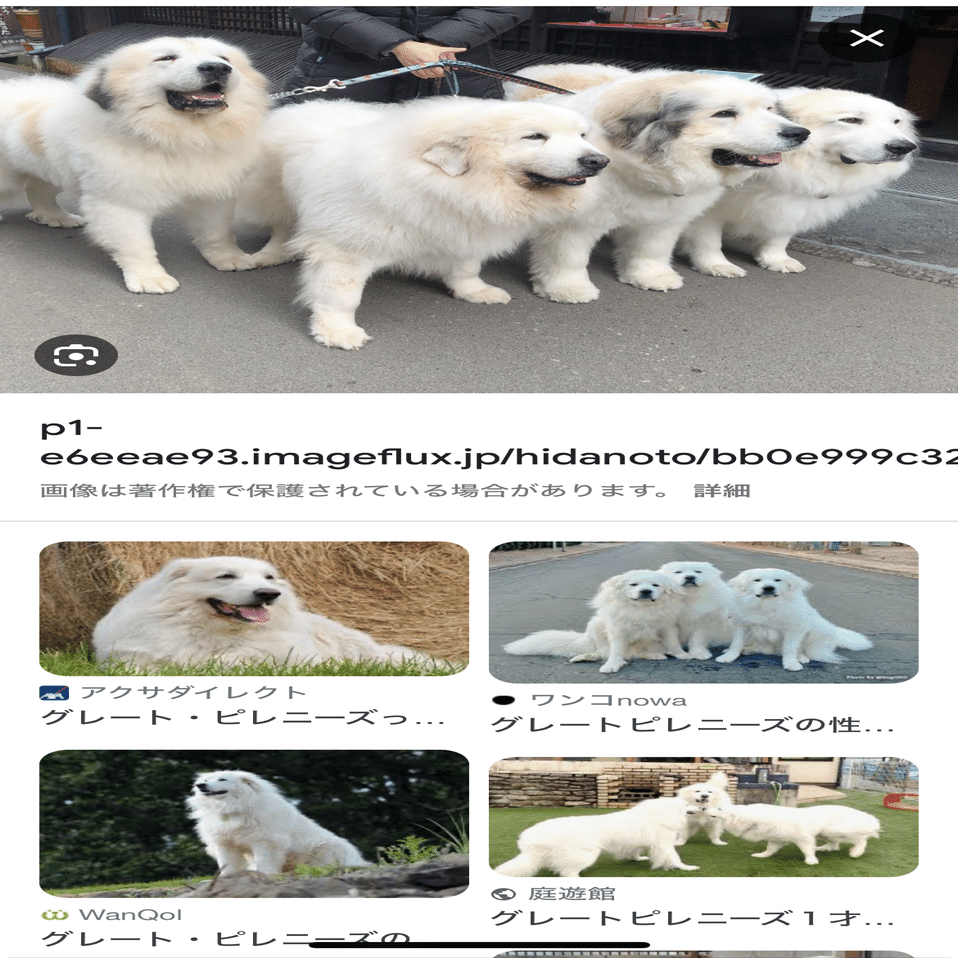 ピレネー犬のすべて Audible版『ピレネー犬あおシリーズ 02.しみじみ思う。 』 | ピレネー