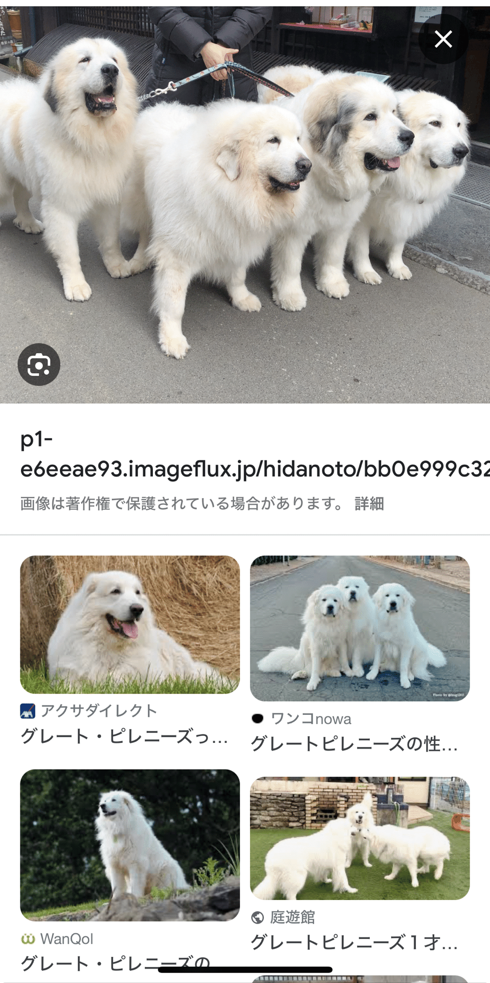 ピレネー犬に会った｜asumin〜龍を探して〜