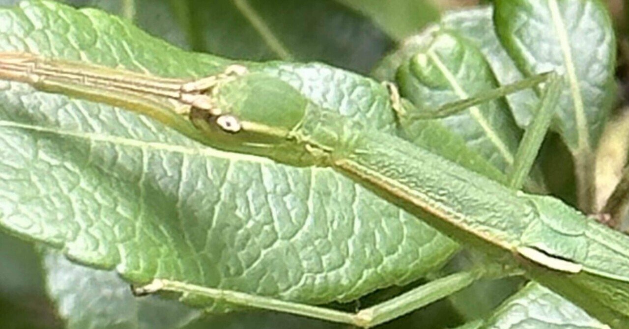 日本飛七節｜EGGSEED