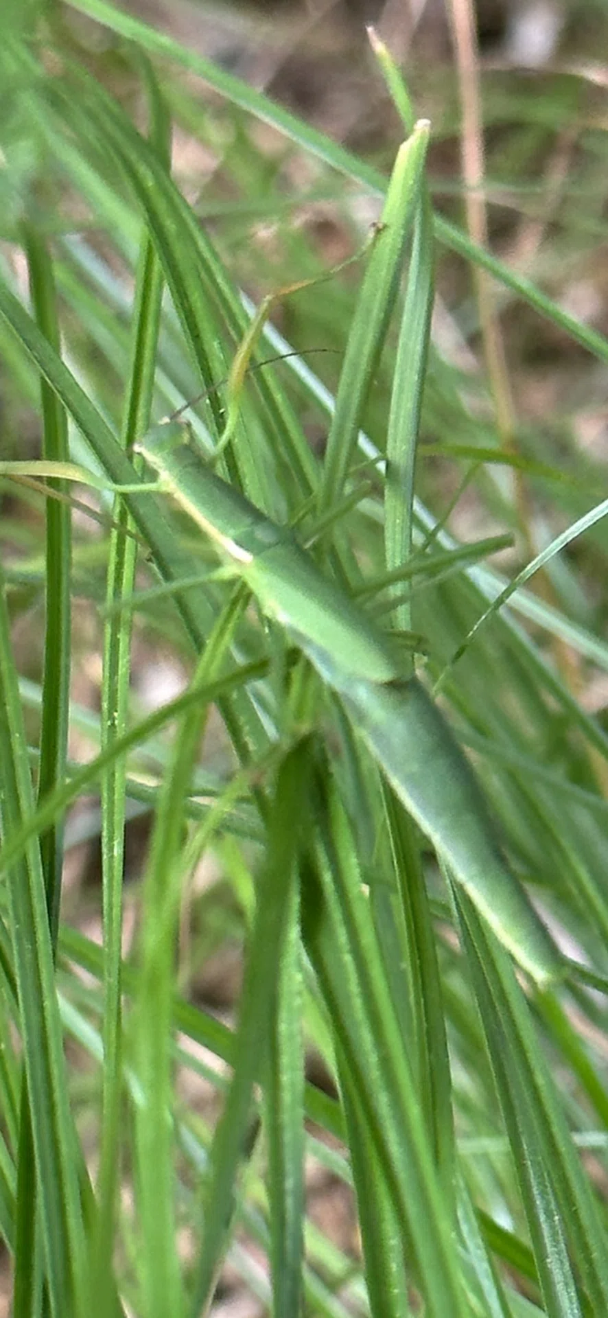 japanese-flying-stick-insect-eggseed