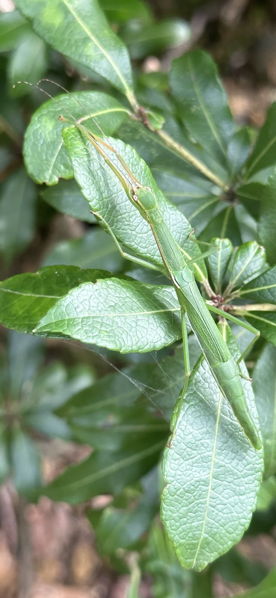 japanese-flying-stick-insect-eggseed