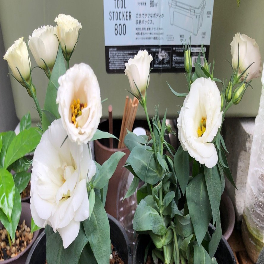 トルコキキョウ(トルコギキョウ)は三番花を咲かせるの？🌱成長記録｜穂