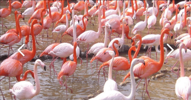 Where Flamingos Fly