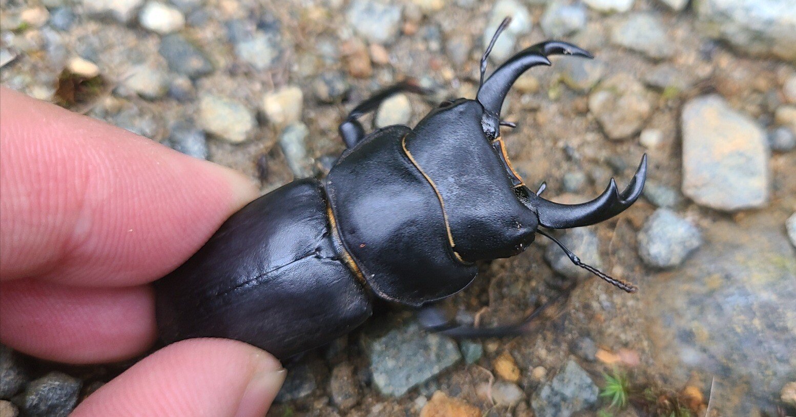 新潟県 ヒメオオクワガタ採集｜キヨタミ